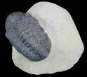 Bargain, Reedops Trilobite - Atchana, Morocco #62074-2